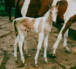 Showtime as foal